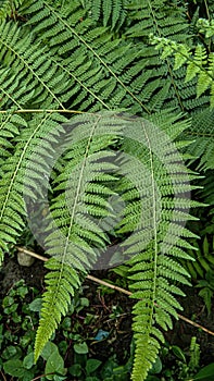 Dennstaedtia is a mostly tropical and subtropical genus of ferns